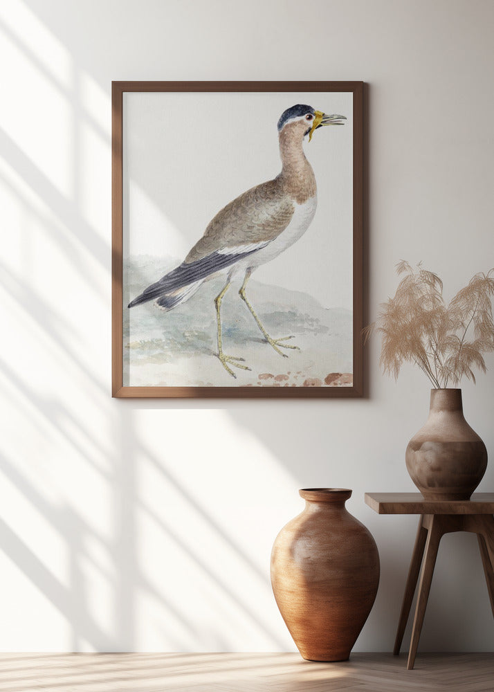 A Yellow Wattled Lapwing