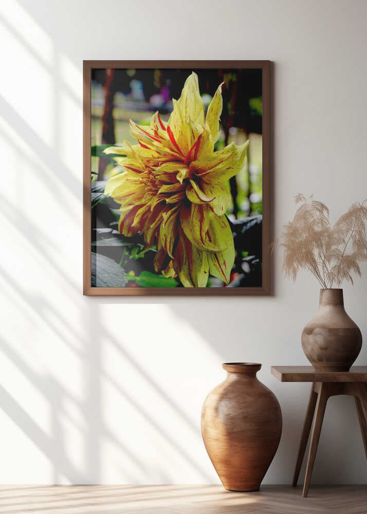 Sunlit Dahlia Bloom
