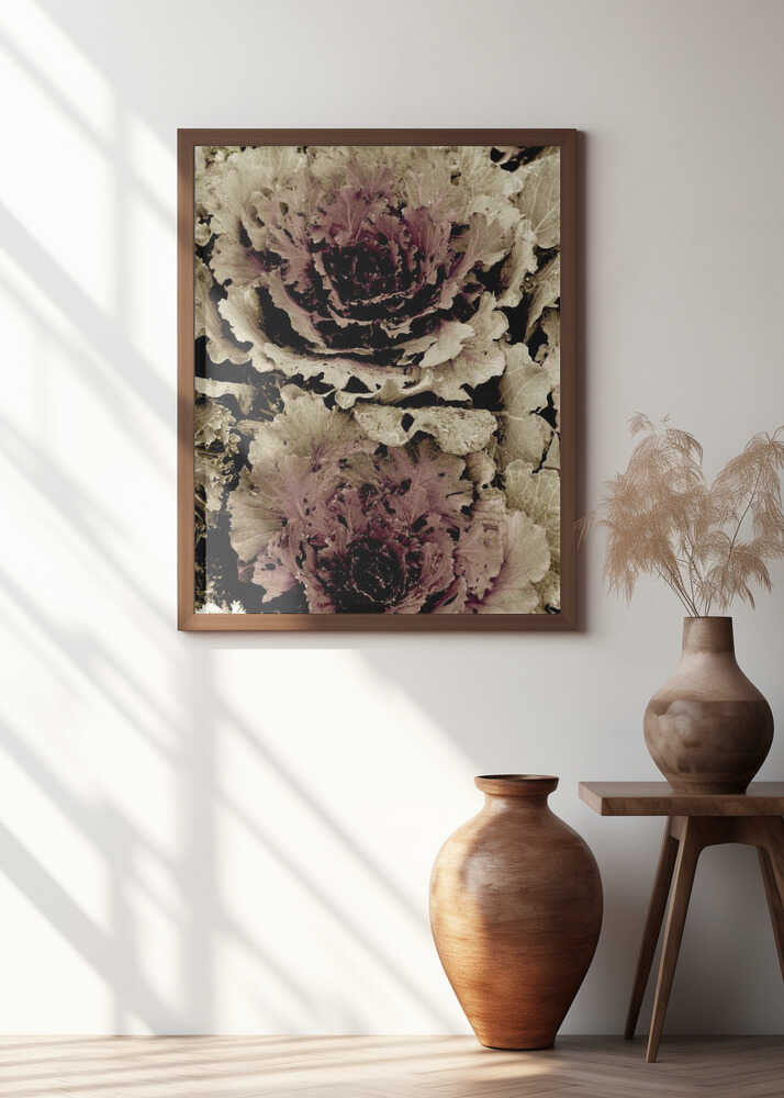 Autumn Cabbage Bloom