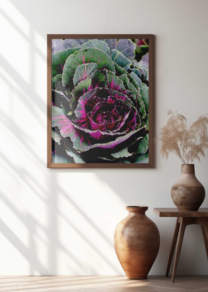 Vibrant Cabbage Spiral