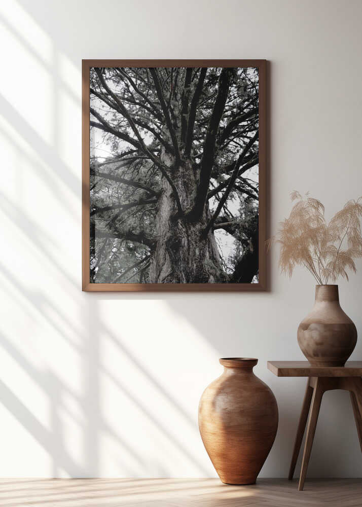 Majestic Canopy Reach