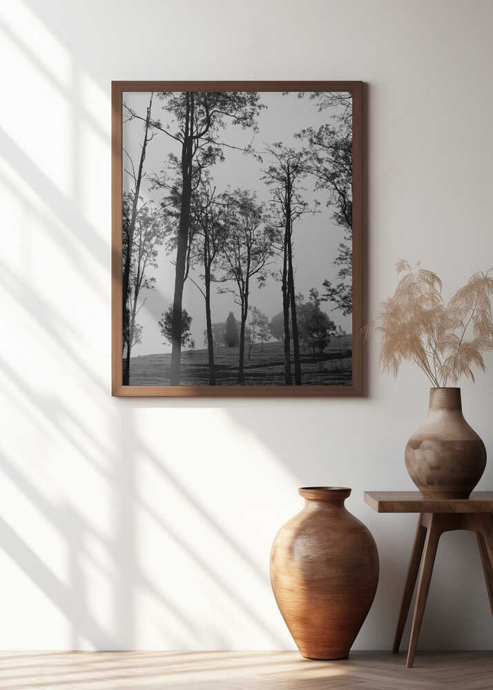 Misty Tree Silhouettes