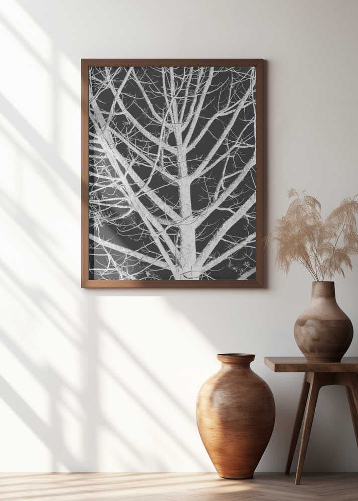 Silhouetted Branches