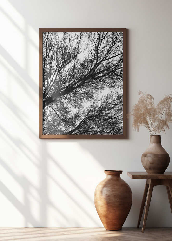 Branches in Silhouette