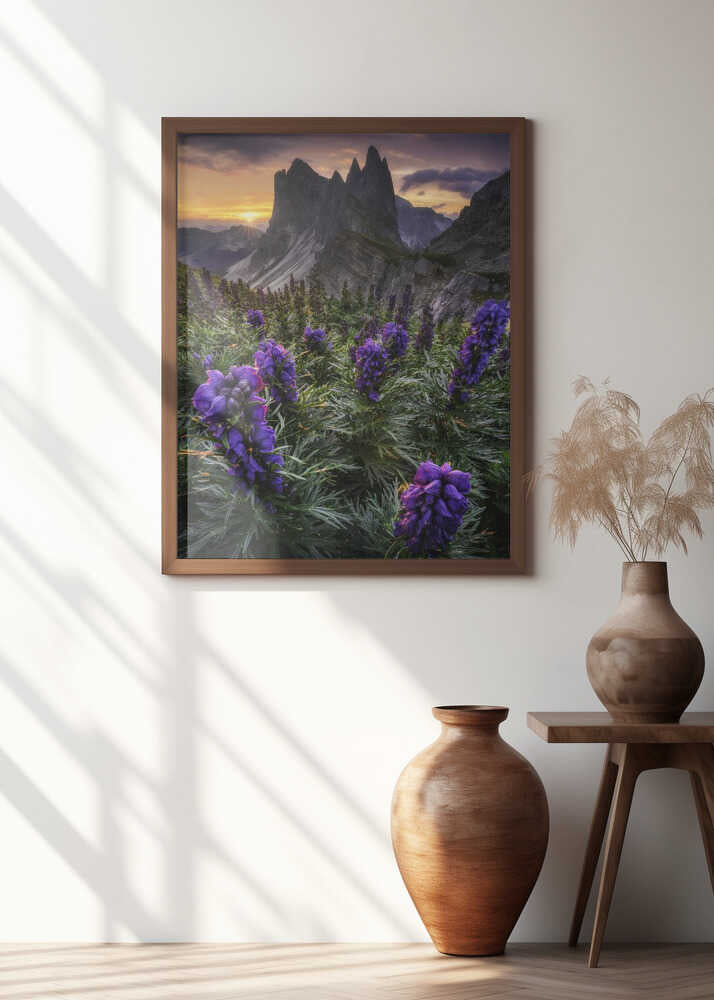 Seceda and its Flora