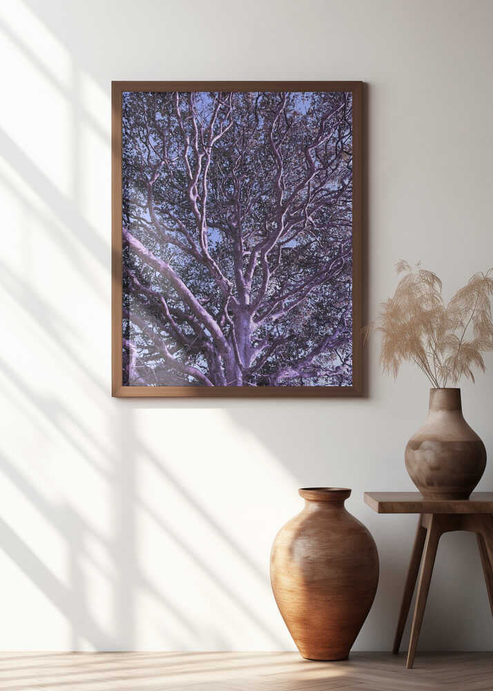Purple Branches