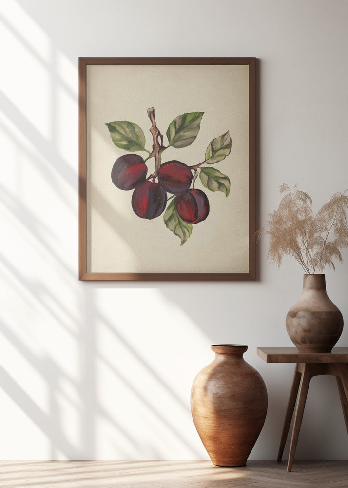 Vintage fruit collection