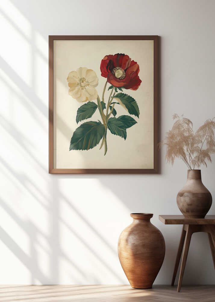 18th century botanical illustration