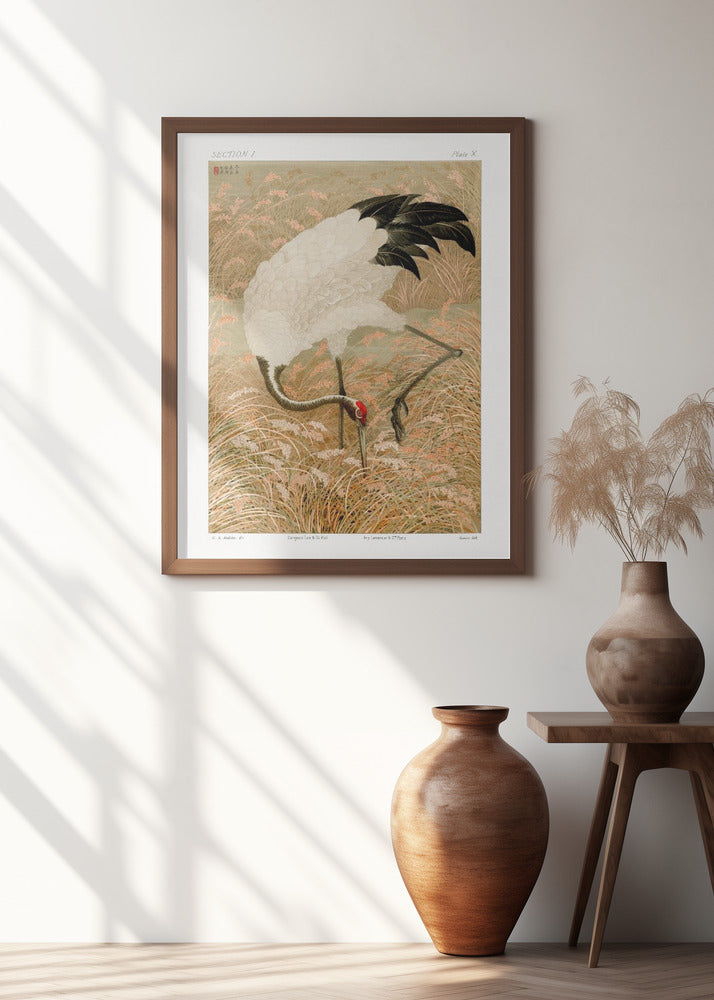 Sarus Crane In Rice Field