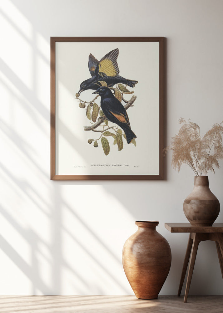 Rawnsley's Bower Bird