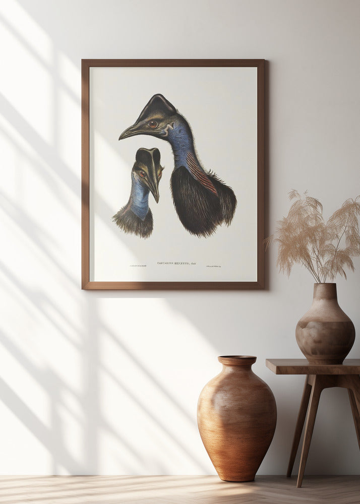 Bennett's Cassowary Blue
