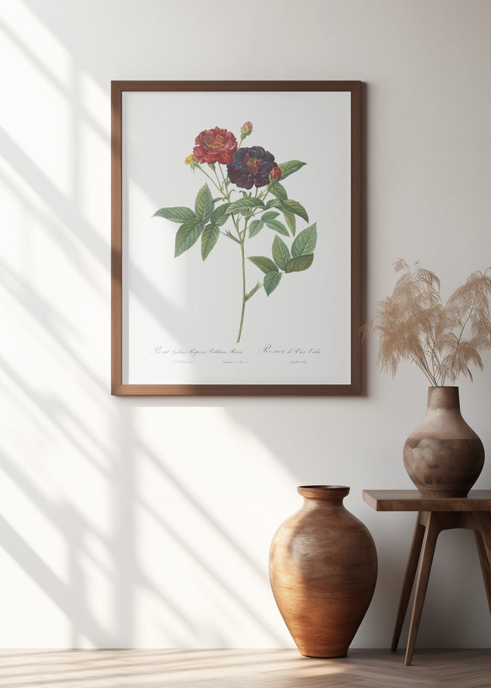 Rose of Van Eeden, Les Roses (1817–1824)