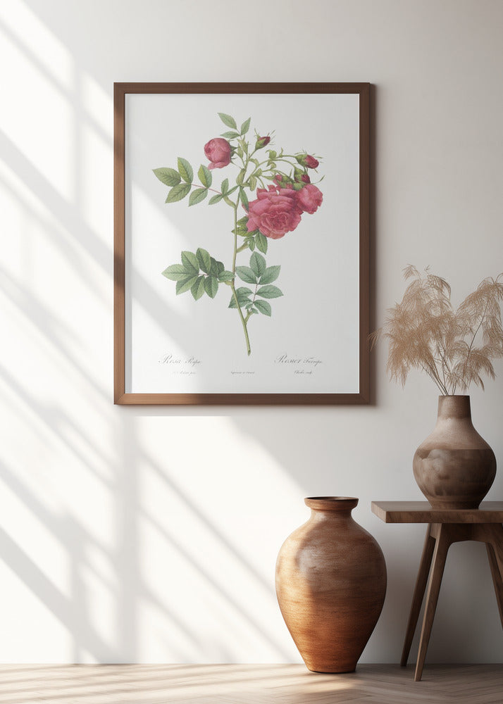 Turnip Roses, Les Roses (1817–1824)