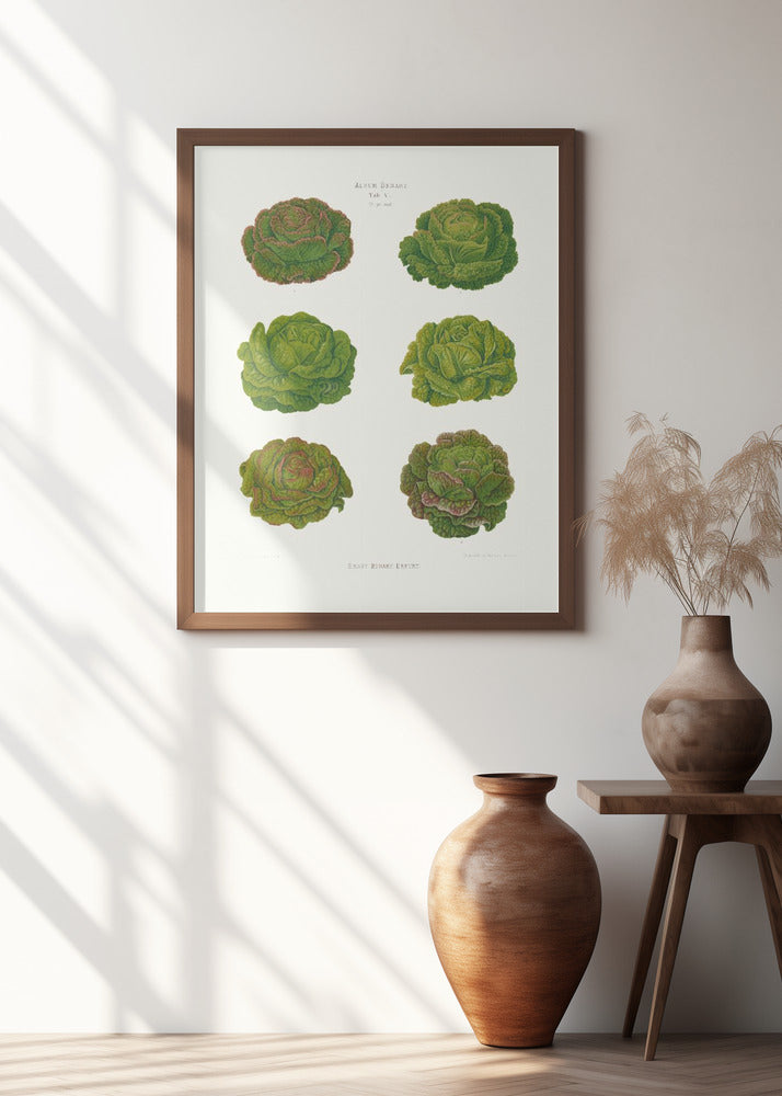 Lettuces – Cabbage Varieties From Album Benary (1876 1886) By Ernst Benary