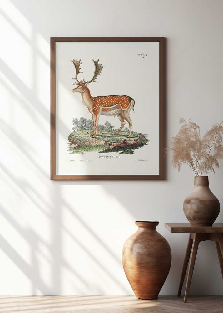 European Fallow Deer By Johann Christian Daniel Von Schreber.