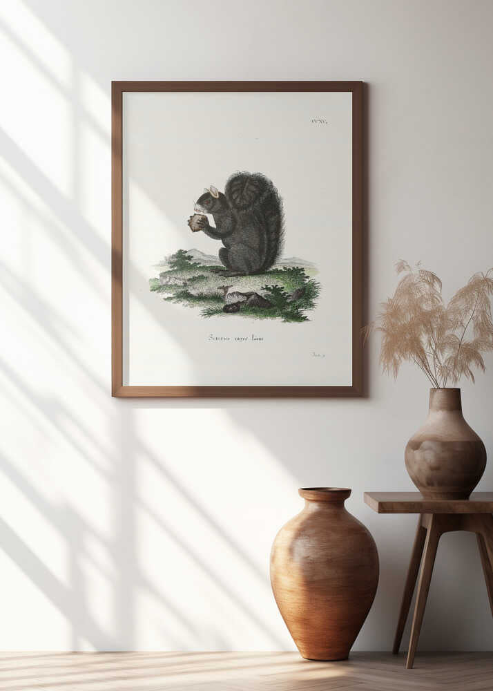 Fox Squirrel By Johann Christian Daniel Von Schreber.