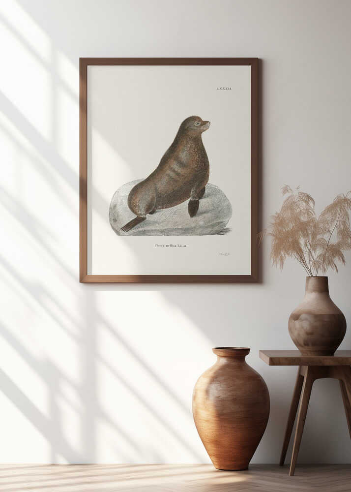 Northern Fur Seal By Johann Christian Daniel Von Schreber.