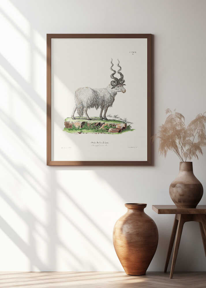 Ovis Aries By Johann Andreas Wagener and Johann Christian Daniel Von Schreber.