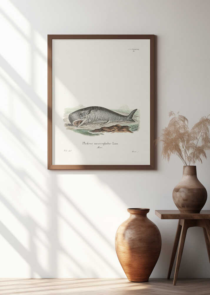 Sperm Whalejohann Andreas Wagener and Johann Christian Daniel Von Schreber.