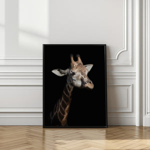 Art Prints of Giraffe in low key
