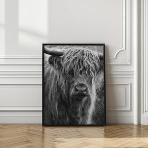 Art Prints of Highland cattle
