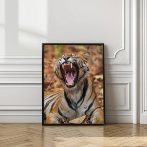 Art Prints of The Yawning Tiger