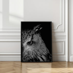 Art Prints of glint in eye