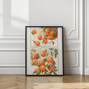 Art Prints of Orange Blossom