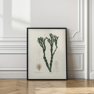 Art Prints of Bladder Wrack (fucus Vesiculosus) Medical Botany