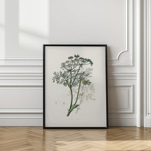 Art Prints of Caraway (carum Carui) Medical Botany