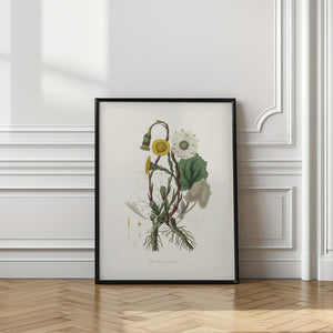Art Prints of Coltsfoot (tussilago Farfara) Medical Botany