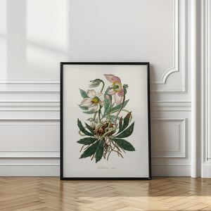 Art Prints of Christmas Rose (helleborus Niger) Medical Botany
