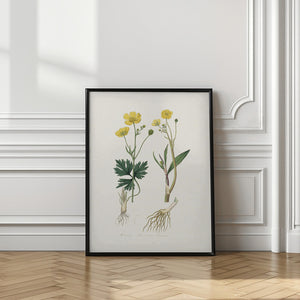 Art Prints of Lesser Spearwort (ranunculus Flammula) Medical Botany