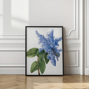 Art Prints of California Lilac (1935)