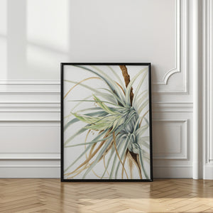 Art Prints of Wild Pineapple (1921)