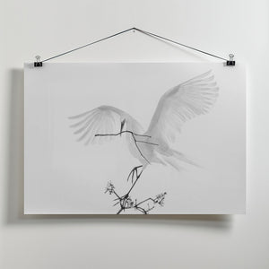 Art Prints of Transparent Wings