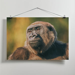 Art Prints of Intelligence in the eyes