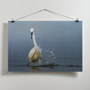 Art Prints of Splash