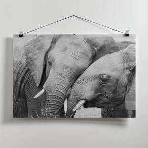 Art Prints of Affection