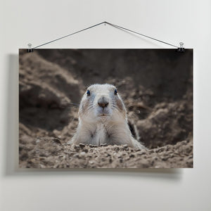 Art Prints of Prairie Dog