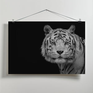 Art Prints of Bengal White Tiger