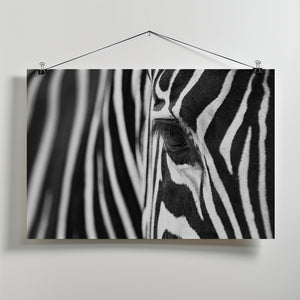 Art Prints of Zebra Maze