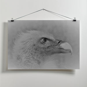 Art Prints of Bald eagle