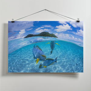 Art Prints of Surgeon Fish Trio