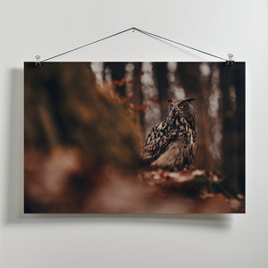 Art Prints of Eurasian eagle-owl (Bubo bubo)