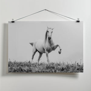 Art Prints of a short story about white beauty