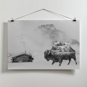 Canvas Art Print Bison