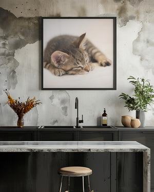 Art Prints of Kitten