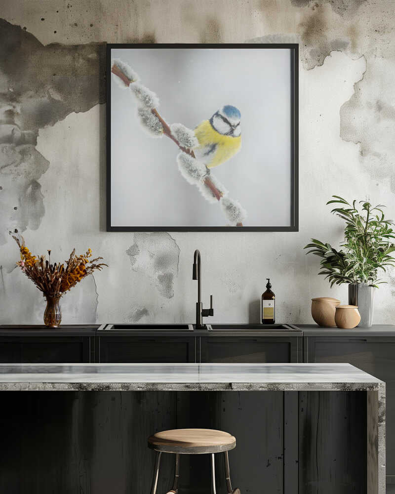 Blue tit in a white world.