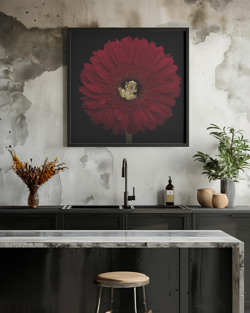 Center of Attention with the Hourgass Tree Frog